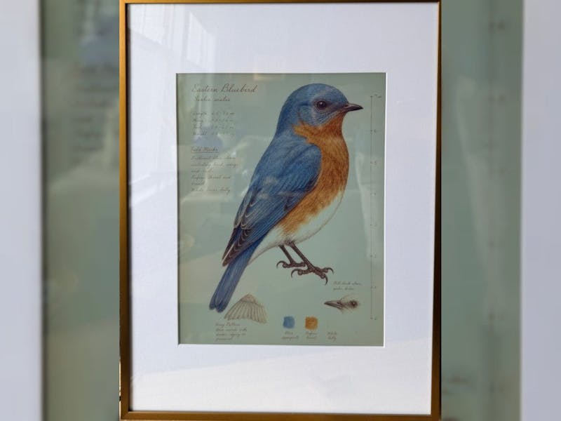 Inky Bird Frame: A Raspberry Pi E-Paper Display of Local Birds